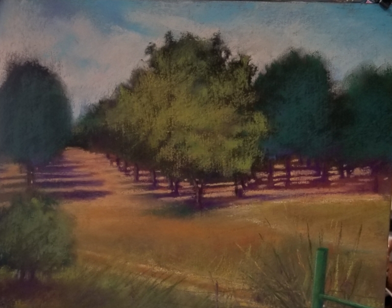 Pecan Groves, San Saba by artist Julia Fletcher